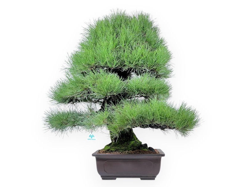 Bonsai di Pinus thunbergii da 90 cm | Vaso rettangolare grès