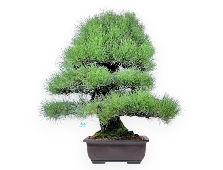 Pinus thunbergii bonsai 90 cm | Rectangular stoneware pot