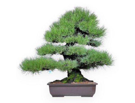 Pinus thunbergii bonsái 90 cm | Maceta rectangular de gres
