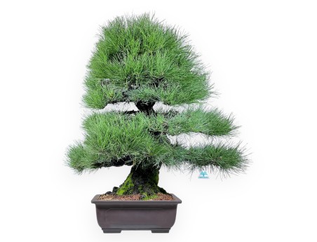 Pinus thunbergii bonsái 90 cm | Maceta rectangular de gres