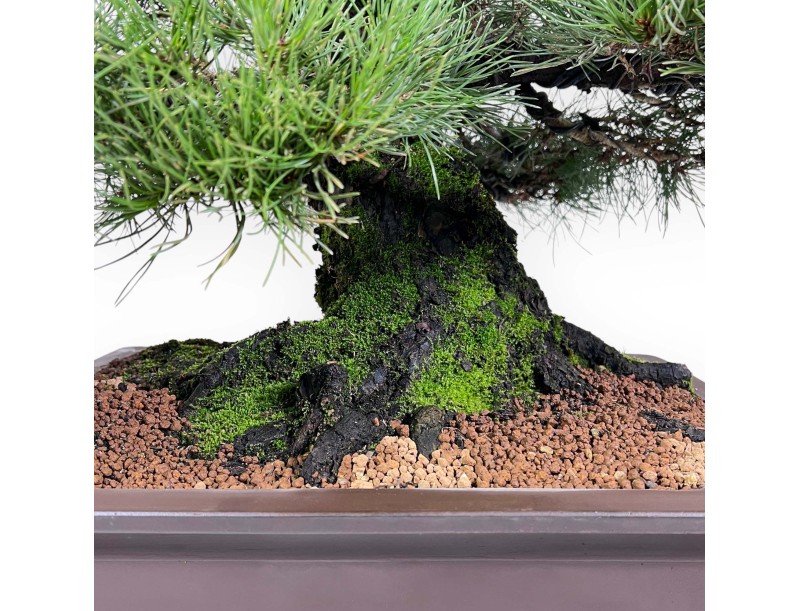 Pinus thunbergii bonsái 90 cm | Maceta rectangular de gres