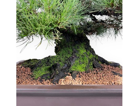 Pinus thunbergii Bonsai 90 cm | Rechteckiger Steingut Topf