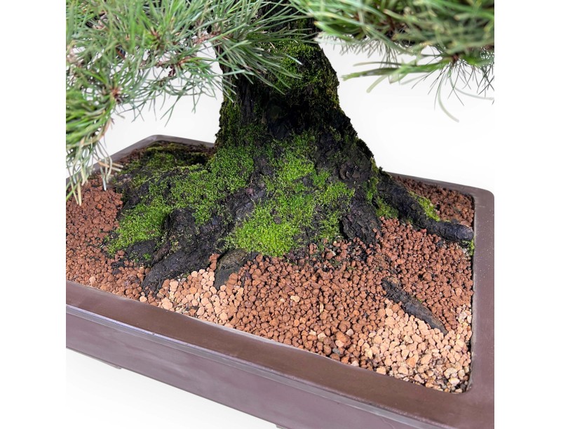 Bonsai di Pinus thunbergii da 90 cm | Vaso rettangolare grès