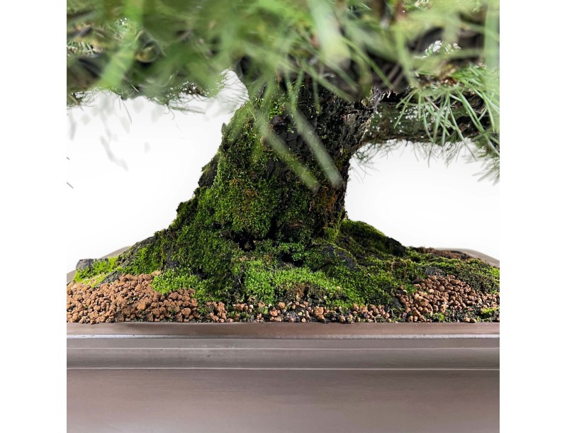 Pinus thunbergii bonsai 90 cm | Pot rectangulaire en grès