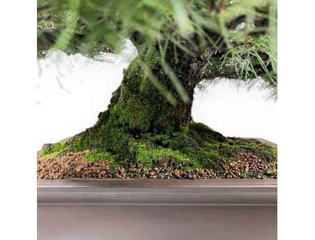 Pinus thunbergii bonsai 90 cm | Pot rectangulaire en grès