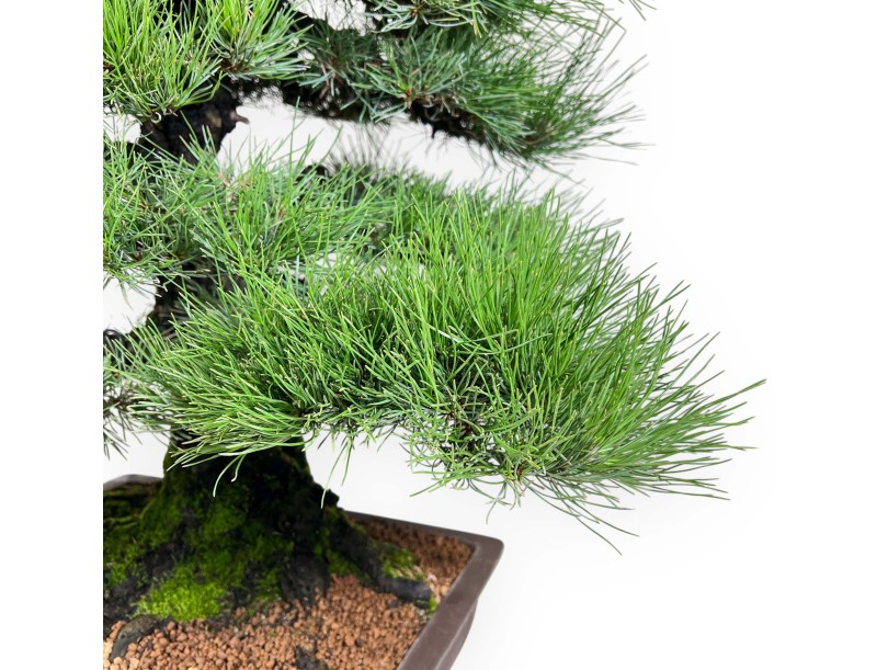 Pinus thunbergii Bonsai 90 cm | Rechteckiger Steingut Topf