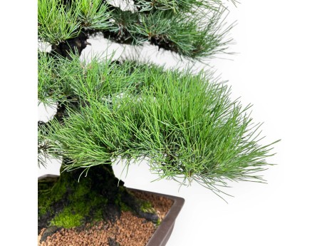 Pinus thunbergii bonsai 90 cm | Pot rectangulaire en grès