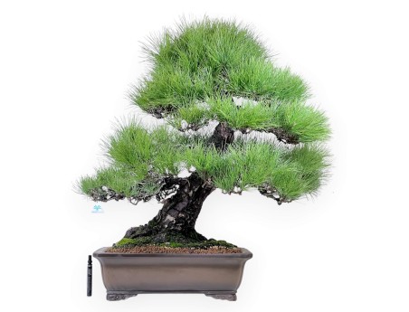 Pinus thunbergii bonsái 97 cm | Maceta rectangular de gres