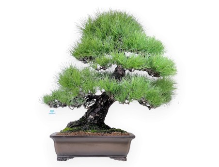 Pinus thunbergii bonsai 97 cm | Rectangular stoneware pot