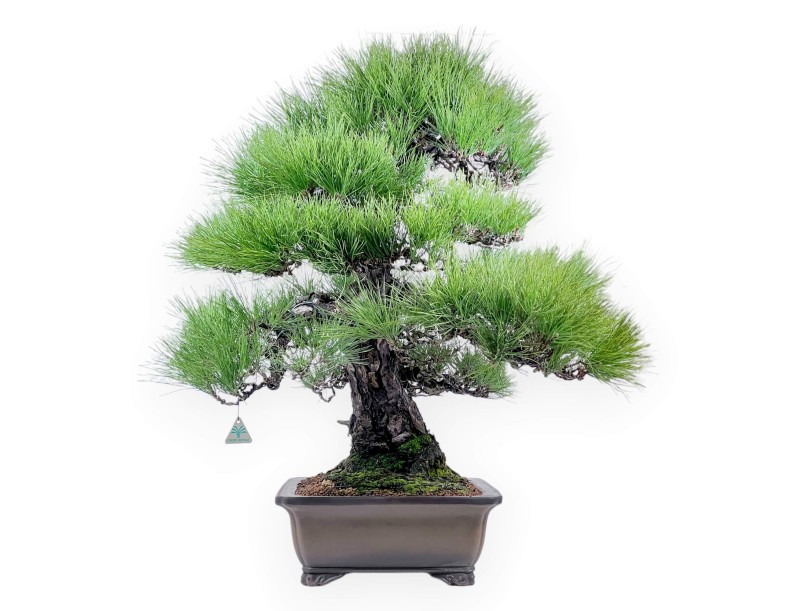 Pinus thunbergii bonsai 97 cm | Rectangular stoneware pot