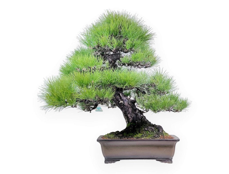 Pinus thunbergii bonsai 97 cm | Pot rectangulaire en grès