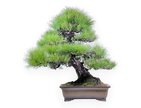 Pinus thunbergii bonsai 97 cm | Pot rectangulaire en grès