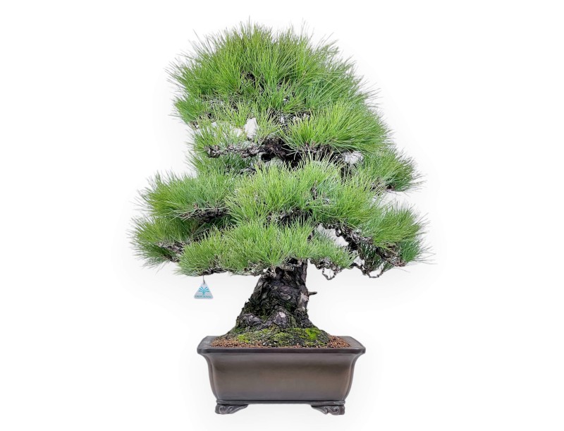 Pinus thunbergii bonsai 97 cm | Rectangular stoneware pot