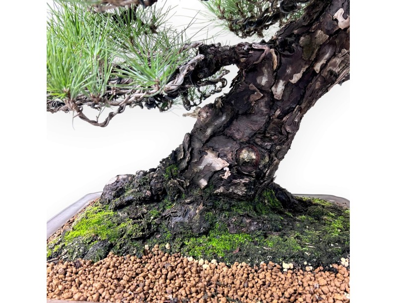 Pinus thunbergii bonsai 97 cm | Rectangular stoneware pot