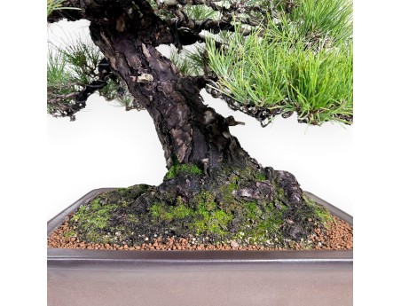 Pinus thunbergii Bonsai 97 cm | Rechteckiger Steingut Topf