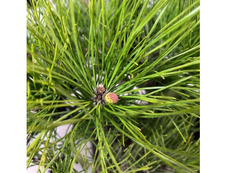 Pinus thunbergii Bonsai 97 cm | Rechteckiger Steingut Topf