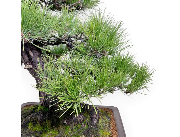 Pinus thunbergii bonsai 97 cm | Rectangular stoneware pot 2