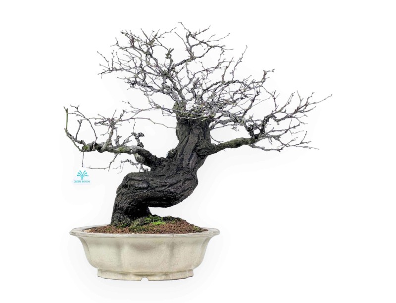 Celastrus bonsai 57 cm | Cream lotus flower pot
