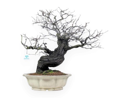 Bonsái de Celastrus de 57 cm | Maceta en forma de flor de loto crema