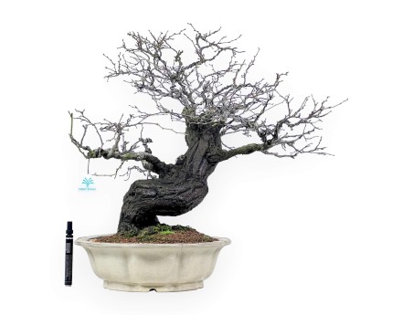 Celastrus bonsai van 57 cm | Crème lotus bloemvorm pot