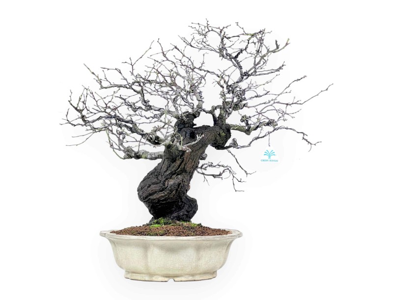 Celastrus bonsai de 57cm | Pot forme de fleur de lotus crème