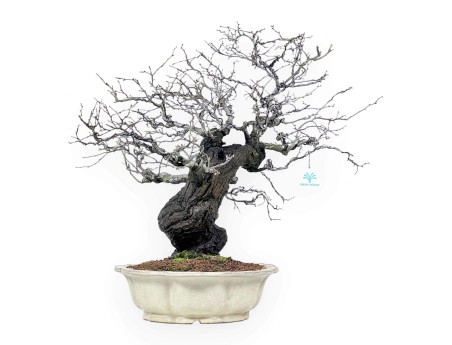 Bonsai di Celastrus da 57 cm | Vaso a fiore di loto crema