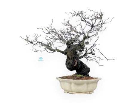 Celastrus Bonsai von 57 cm | Creme lotusblumen topf