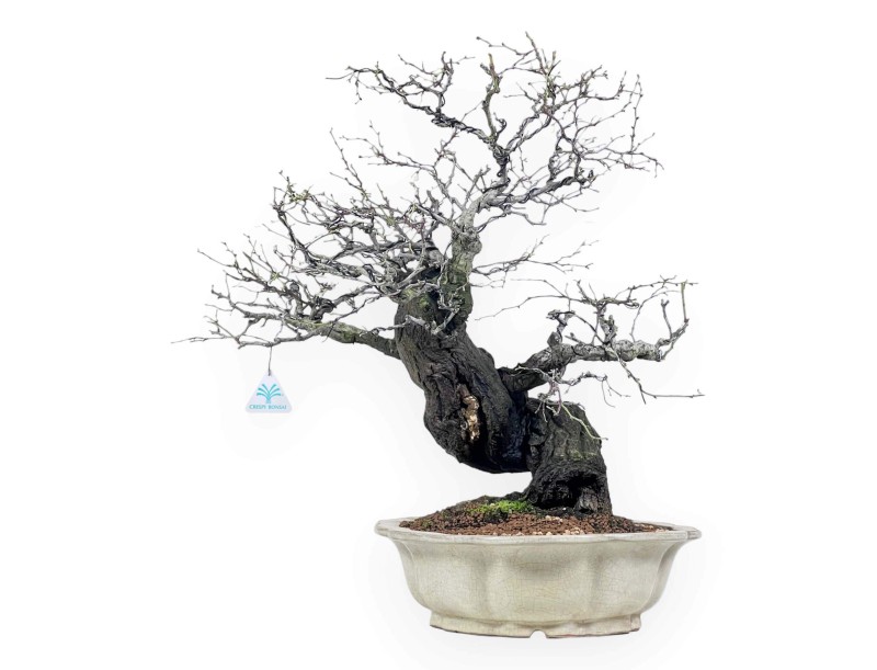 Bonsái de Celastrus de 57 cm | Maceta en forma de flor de loto crema