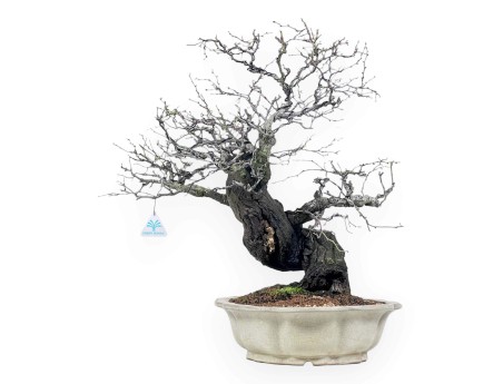 Celastrus bonsai van 57 cm | Crème lotus bloemvorm pot