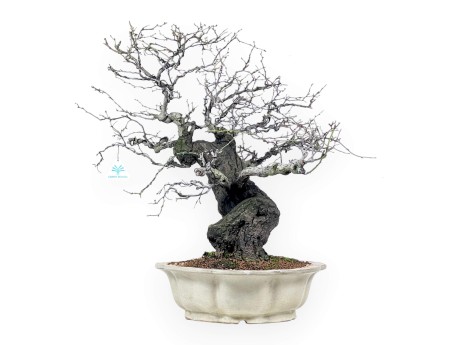 Bonsai di Celastrus da 57 cm | Vaso a fiore di loto crema