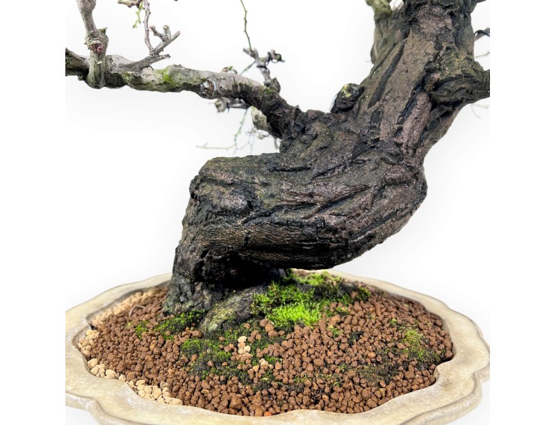 Celastrus bonsai de 57cm | Pot forme de fleur de lotus crème