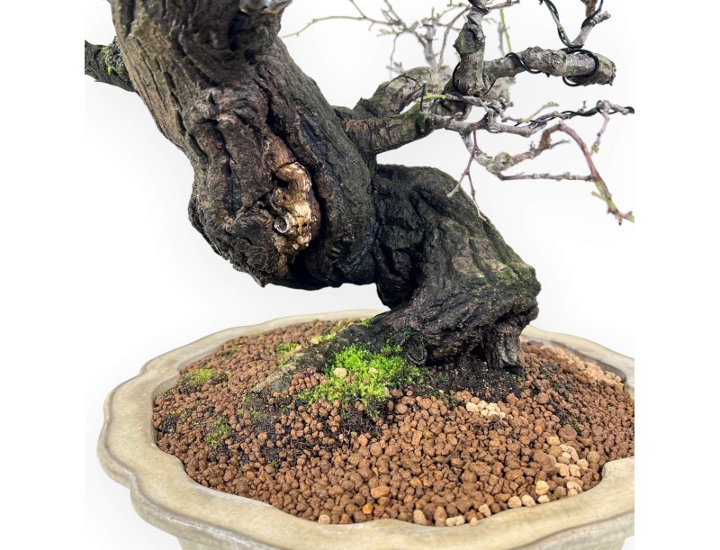 Bonsái de Celastrus de 57 cm | Maceta en forma de flor de loto crema