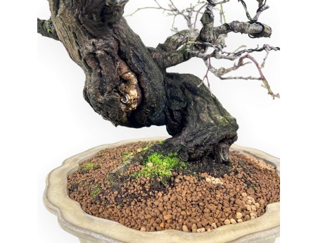 Celastrus bonsai de 57cm | Pot forme de fleur de lotus crème