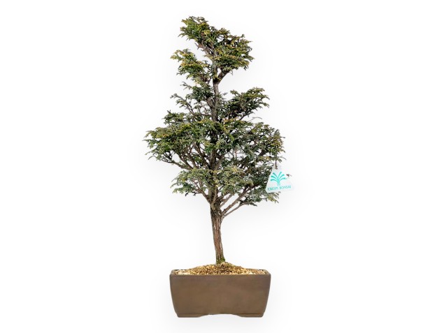 Chamaecyparis Obtusa - Valse cipres - 46 cm