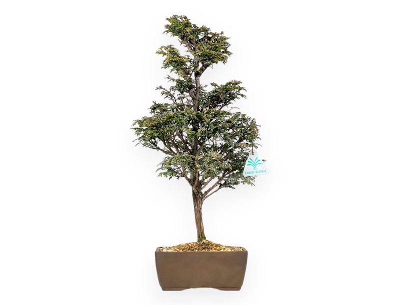 Chamaecyparis Obtusa - Falsche Zypresse - 46 cm
