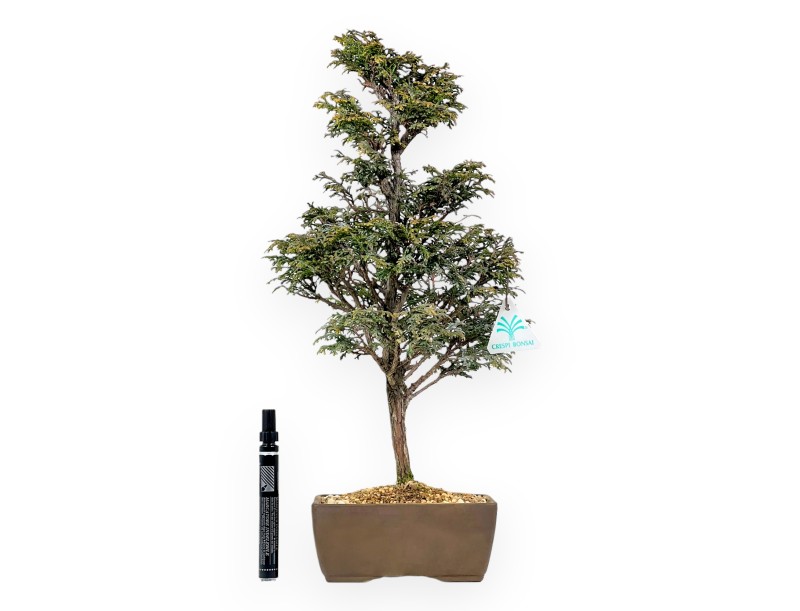 Chamaecyparis Obtusa - False Cypress - 46 cm