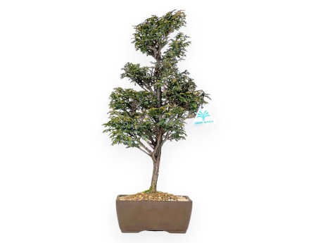 Chamaecyparis Obtusa - Valse cipres - 46 cm