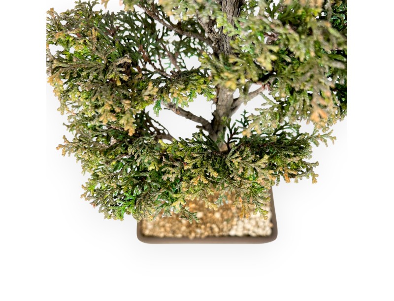 Chamaecyparis Obtusa - False Cypress - 46 cm