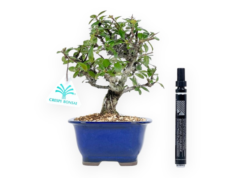 Pyracantha - 22 cm