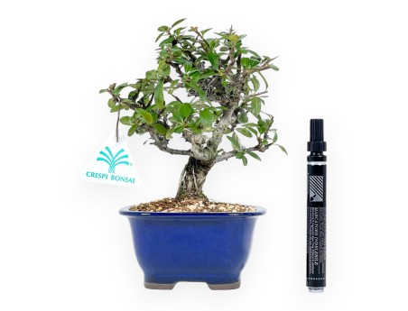Pyracantha - 22 cm
