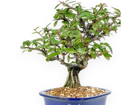 Vuurdoorn - 22 cm