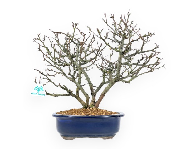 Chaenomeles Chojubai - Quitte - 37 cm