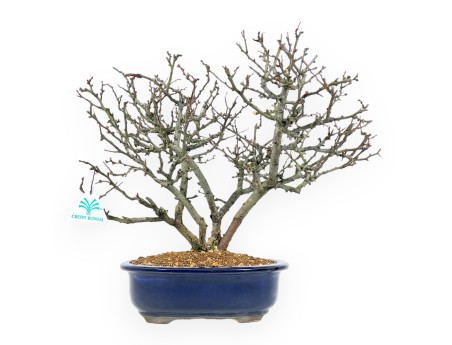 Chaenomeles Chojubai - Kweepeer - 37 cm