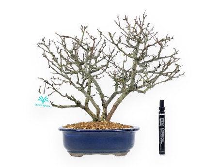 Chaenomeles Chojubai - Kweepeer - 37 cm