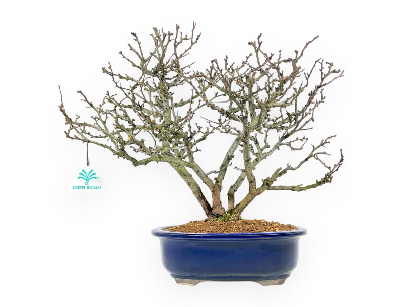 Chaenomeles Chojubai - Cotogno - 37 cm