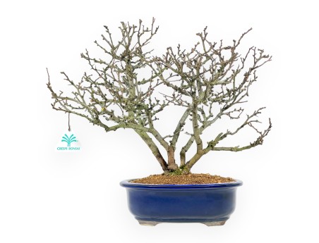 Chaenomeles Chojubai - Membrillo - 37 cm