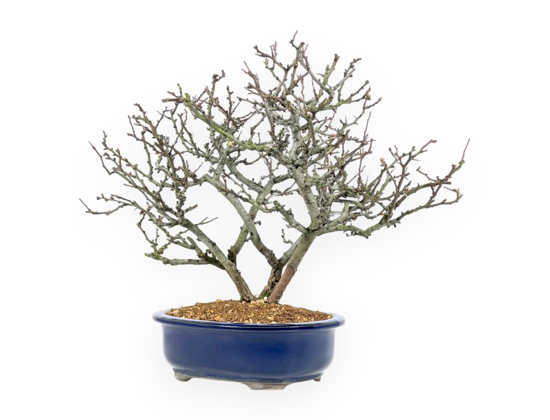 Chaenomeles Chojubai - Quitte - 37 cm