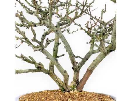Chaenomeles Chojubai - Quitte - 37 cm