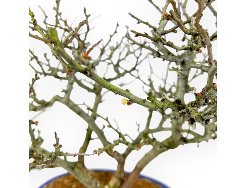 Chaenomeles Chojubai - Quitte - 37 cm