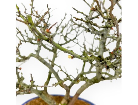 Chaenomeles Chojubai - Quitte - 37 cm